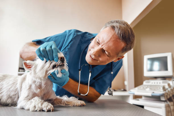 Best Emergency Dental Care for Broken or Chipped Teeth in Springdale, OH